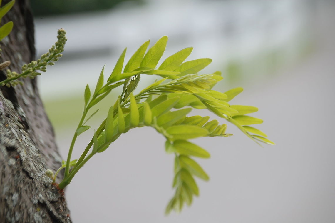 Honey locust  Gleditsia triacanthos,Honey locust,flora,plant,tree
