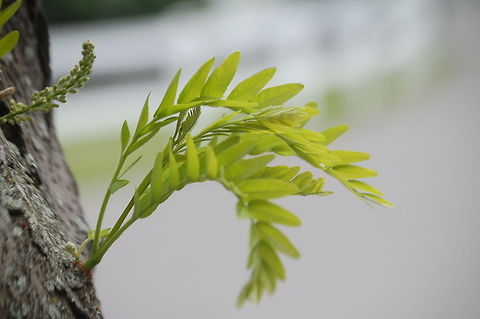 Honey locust  Gleditsia triacanthos,Honey locust,flora,plant,tree