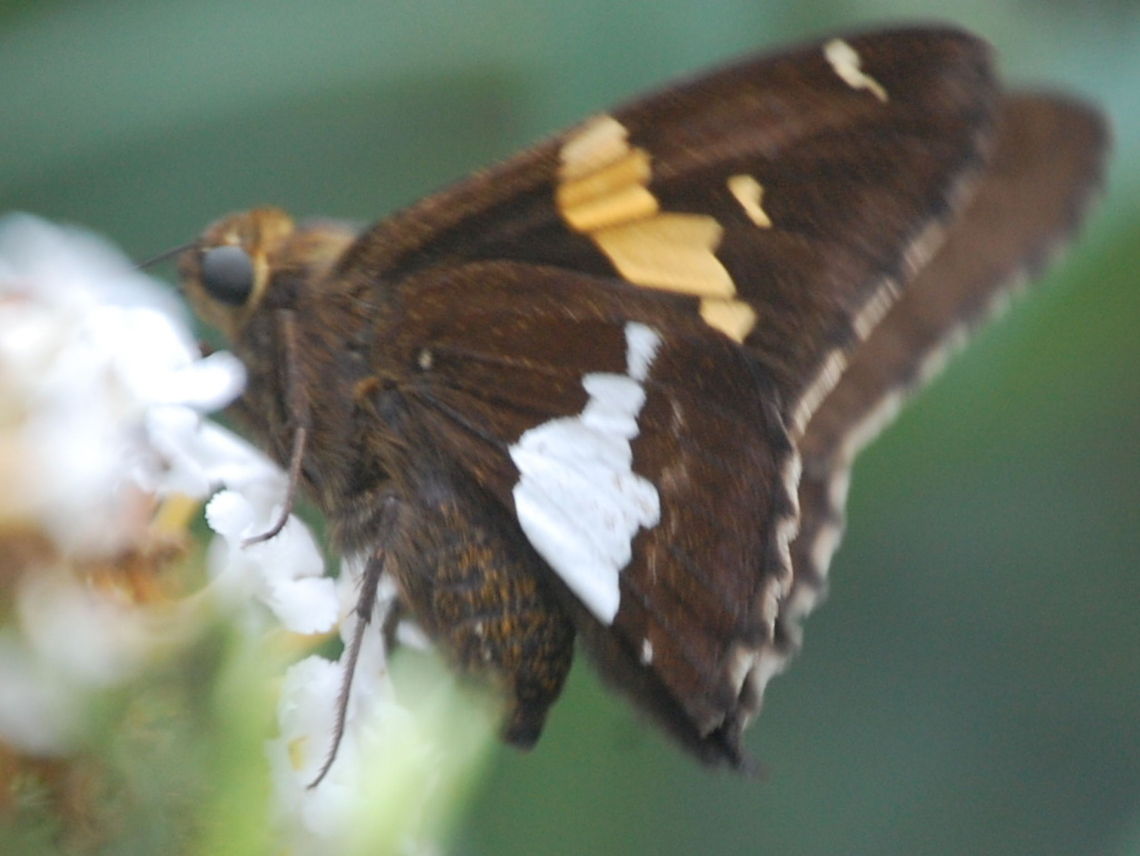 butterfly  Epargyreus clarus,Silver-spotted Skipper,flying insect,insect