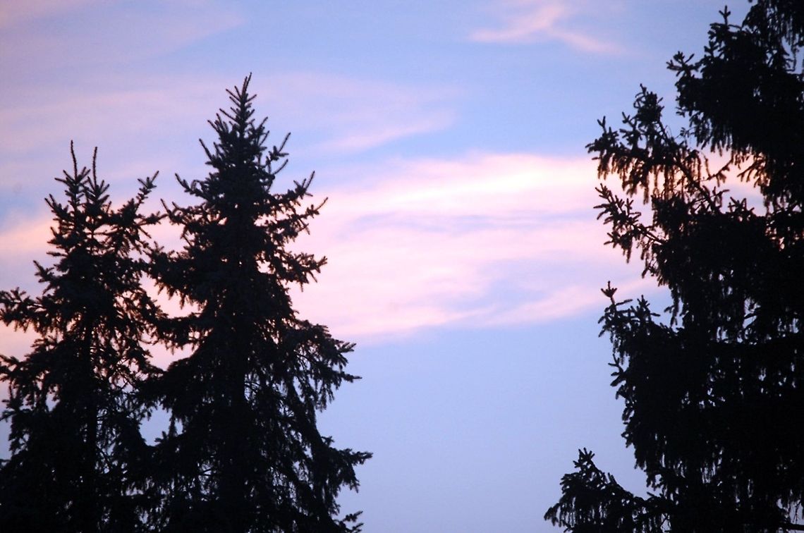 dark pines