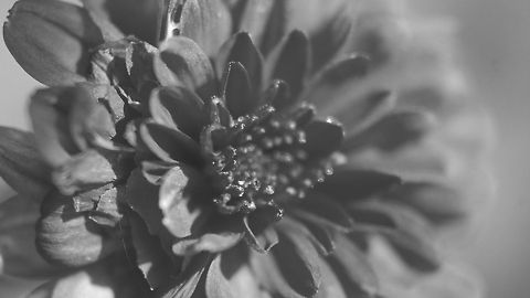 black and white  Chrysanthemum morifolium,chrysanthemum