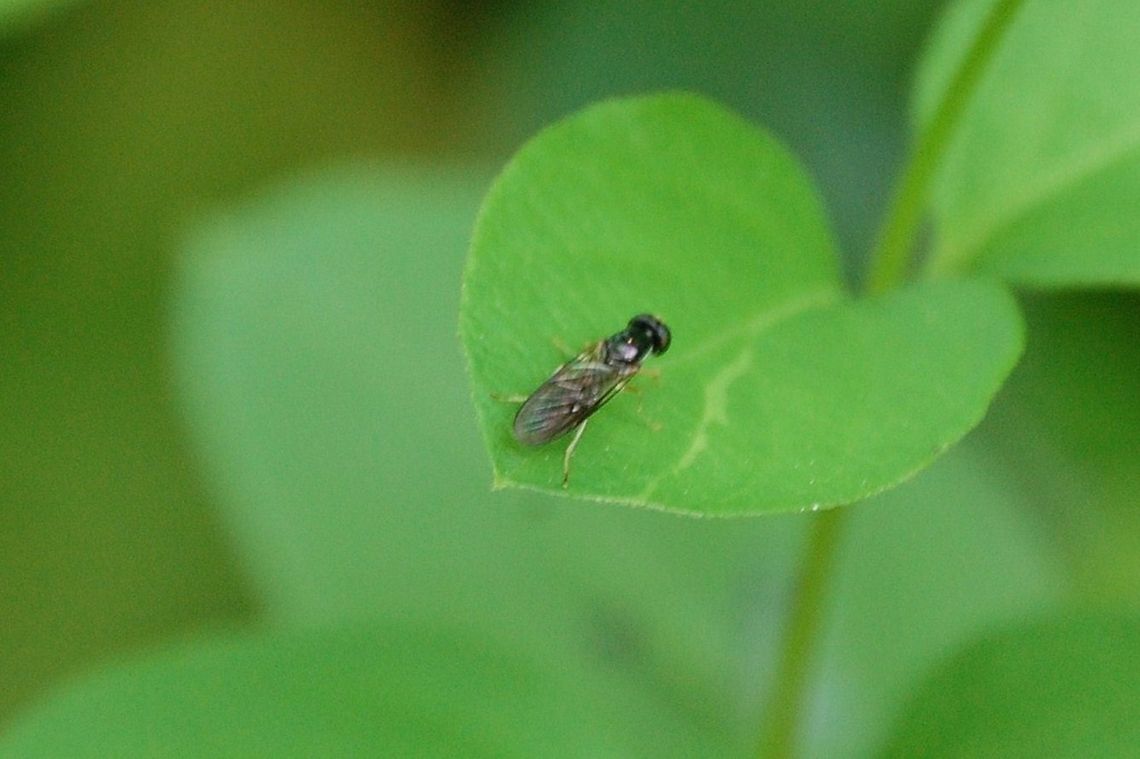biting fly these critters hurt when they bite  animal,flying insect,insect