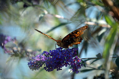Great Spangled Fritillary solar panel Yet another butterfly on jungledragon Great Spangled Fritillary,Speyeria cybele,animal,butterfly,flying insect,insect