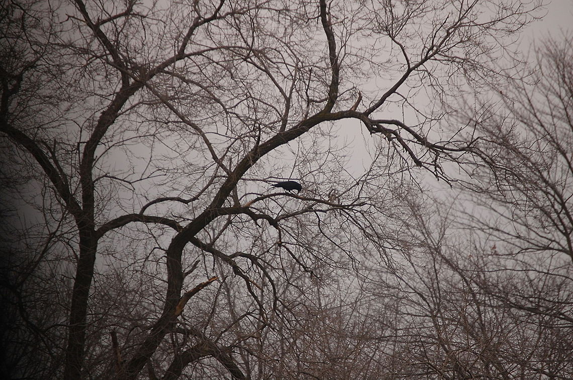 crow waiting  American Crow,Corvus brachyrhynchos