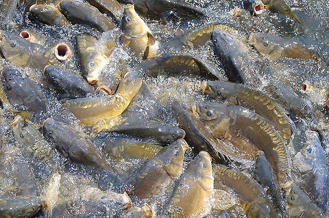 Common Carp feeding time Common carp,Cyprinus carpio