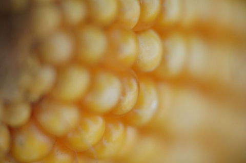 Maize  Maize,Zea mays