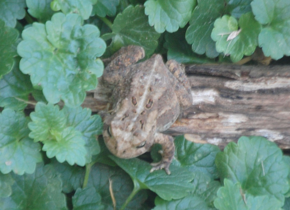 Woodhouse's Toad,  Bufo woodhousii,Woodhouses Toad,amphibian,animal,toad