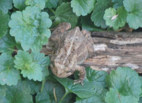 Woodhouse's Toad,  Bufo woodhousii,Woodhouses Toad,amphibian,animal,toad