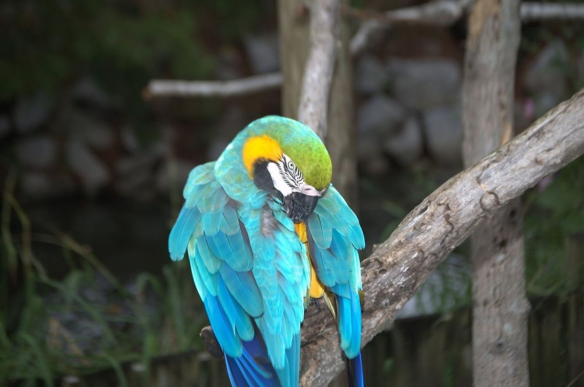 Blue-and-Yellow Macaw /Ara ararauna beautiful bird on it's perch Ara ararauna,Blue-and-Yellow Macaw,animal,avian,bird,parrot
