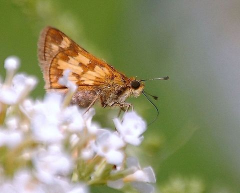 Peck's Skipper butterfly Yep I like butterflies and moths  Pecks Skipper,Polites peckius