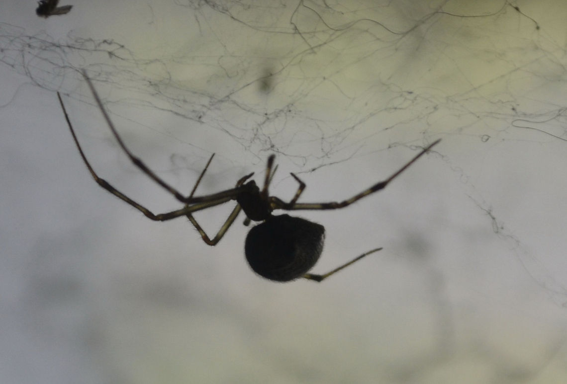 spider/unknown specie  spider