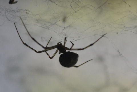 spider/unknown specie  spider