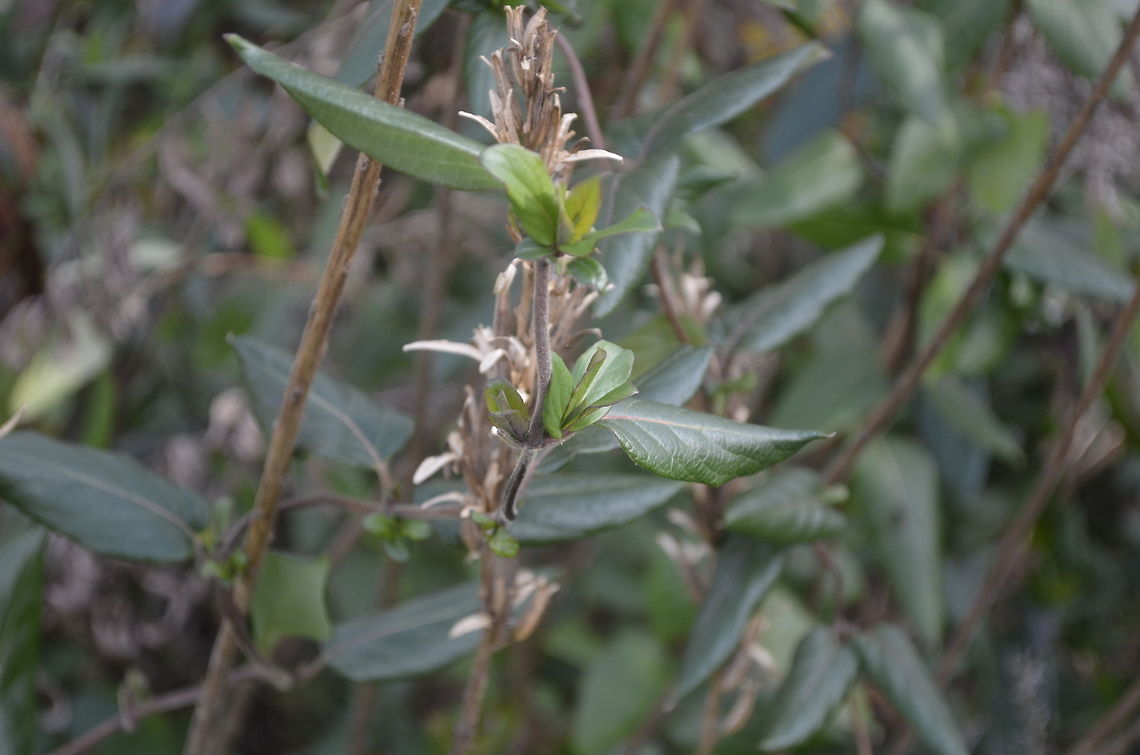unknown plant  plant