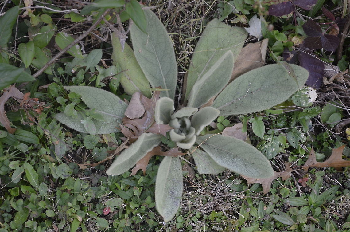 lamb's ear  Lambs Ear,Stachys byzantina