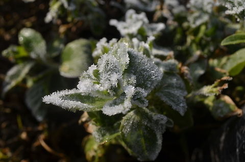 frost