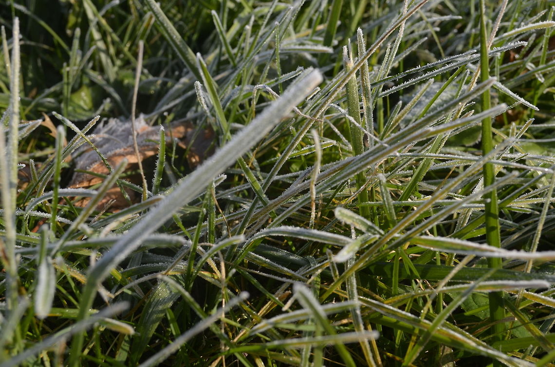 frosted grass