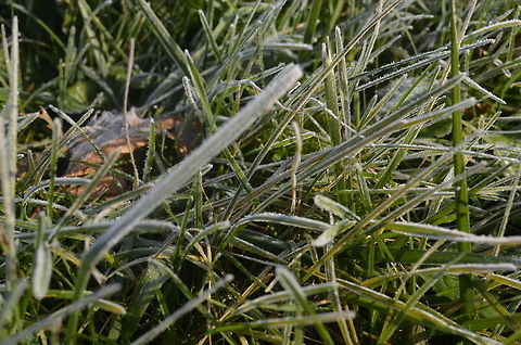frosted grass