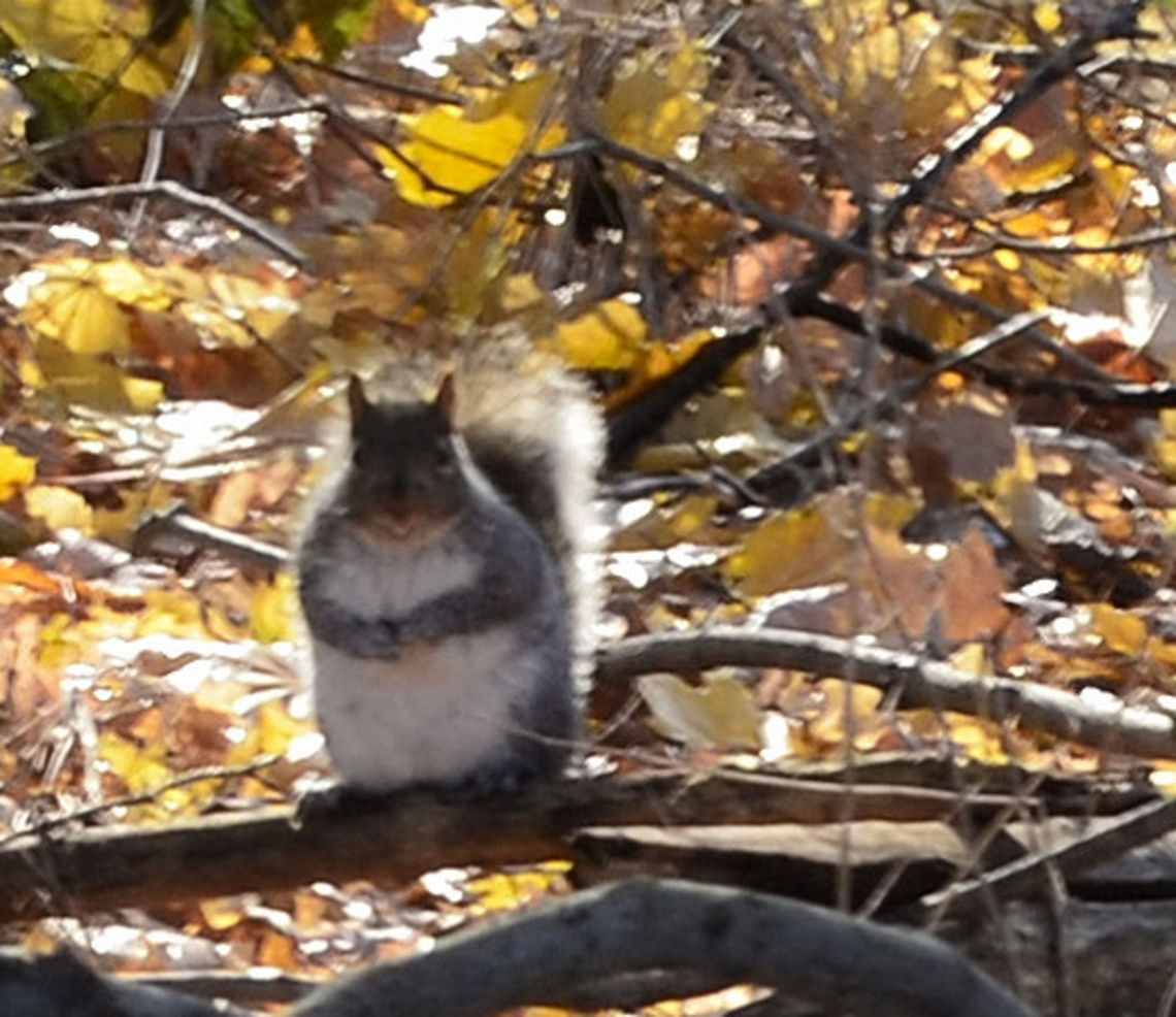 fat boy  Eastern gray squirrel,Sciurus carolinensis