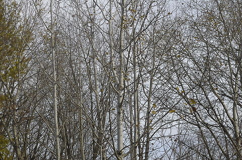 White Birch  Betula papyrifera
