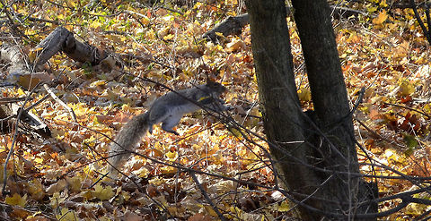 jumping squirrel  Eastern gray squirrel,Sciurus carolinensis
