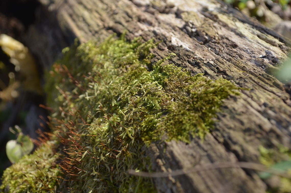 moss