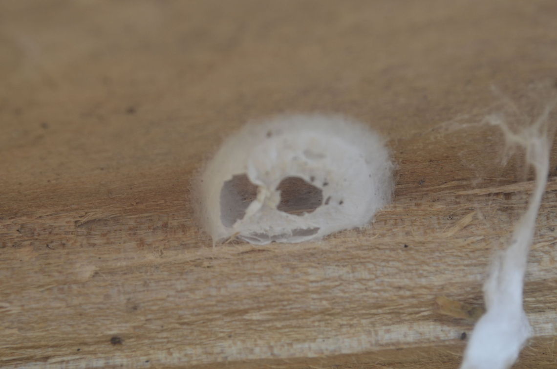 used cocoon