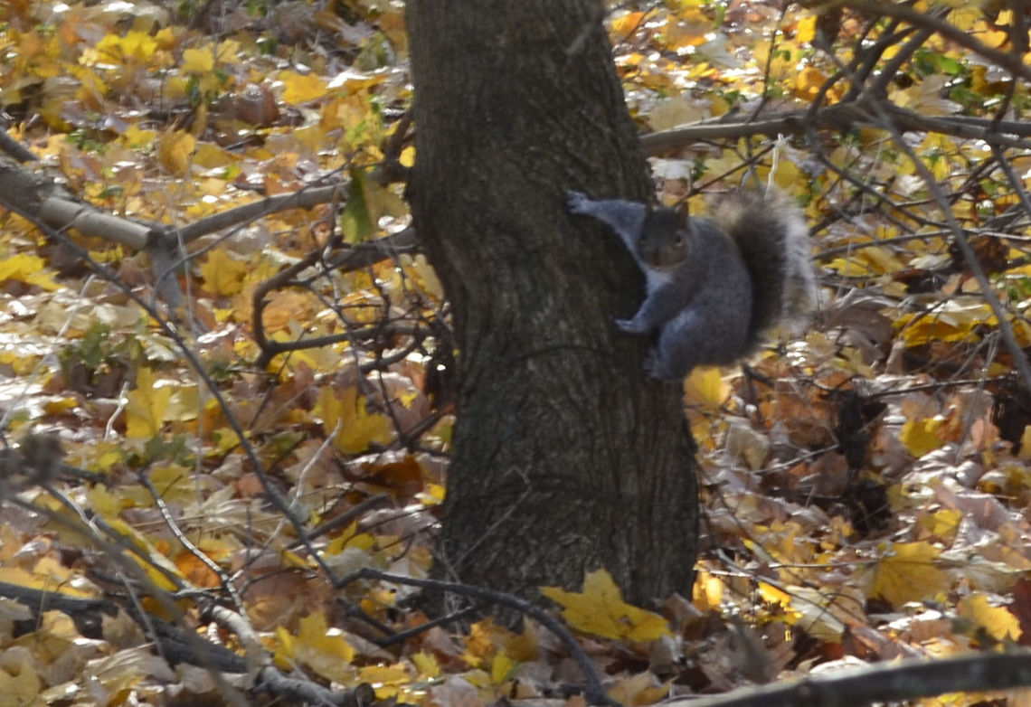 Sciurus carolinensis I love watching these animals play Eastern gray squirrel,Sciurus carolinensis