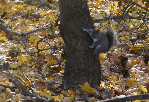 Sciurus carolinensis I love watching these animals play Eastern gray squirrel,Sciurus carolinensis
