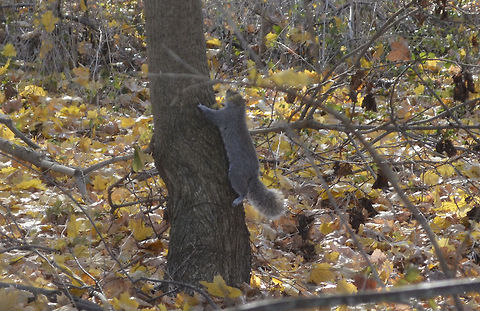 Eastern Gray Squirrel Sciurus carolinensis, are fun to watch Eastern gray squirrel,Sciurus carolinensis