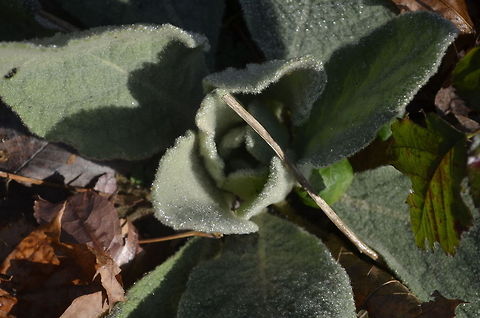 _DSC2325_2598  flora,plant