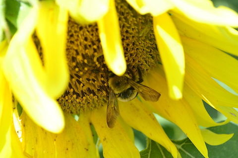 Bumble Bee  Bombus griseocollis
