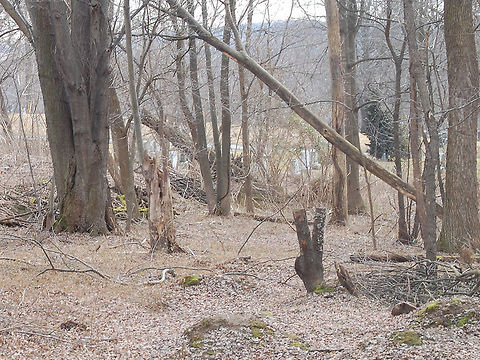 My playground, My playground, this wooded lot is where I get many of my nature photos. This small temperate biome contains several species of plant and animal life, all in their respective niches Plant,flora,floral,nature