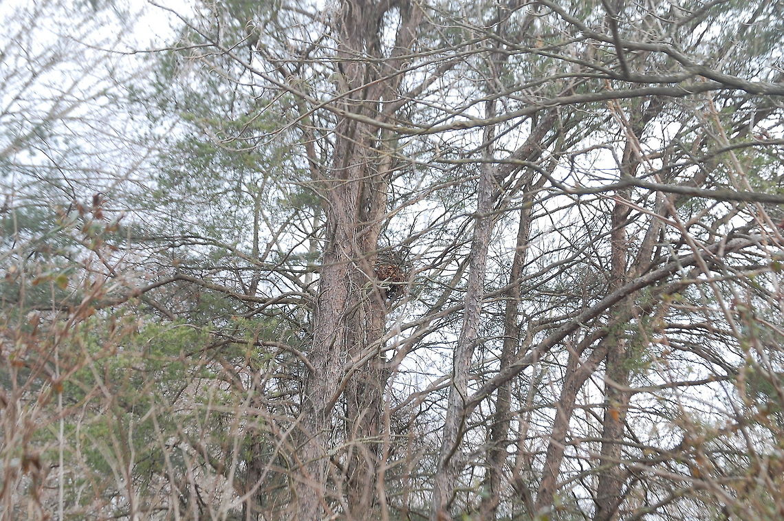 My playground,  Plant,flora,floral,nature