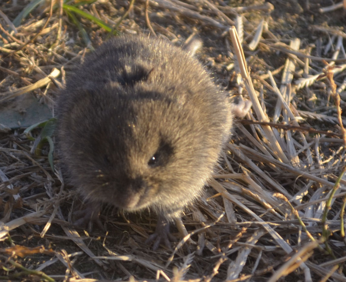 Meadow vole   Meadow vole,Microtus pennsylvanicus