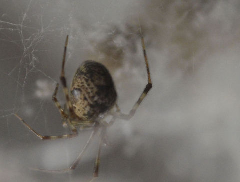 spider