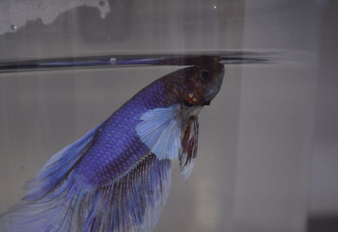 Siamese fighting fish /Betta splendens  Betta splendens,Siamese fighting fish,Siamese fighting fish or betta