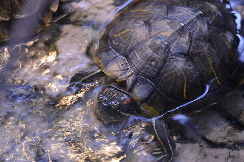 red eared slider/Trachemys scripta elegans I realize that this is not the place for pets, but I was in a shop picking up supplies  for my dogs and cats and I was a bit taken back when I noticed these beautiful creatures, whose environments are being destroyed, for sale. These animals belong in the wild not in shops. Red-eared slider,Trachemys scripta elegans,animal,red eared slider,reptile,turtle