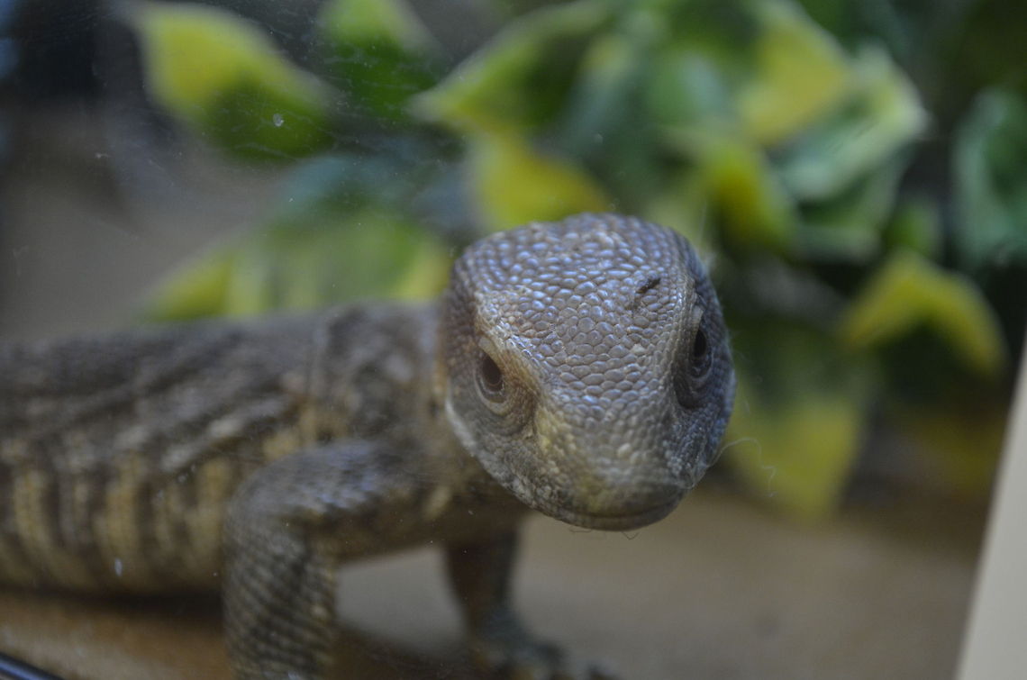 savannah monitor / Varanus exanthematicus  Savannah monitor,Varanus exanthematicus,animal,lizard,reptile,savannah monitor