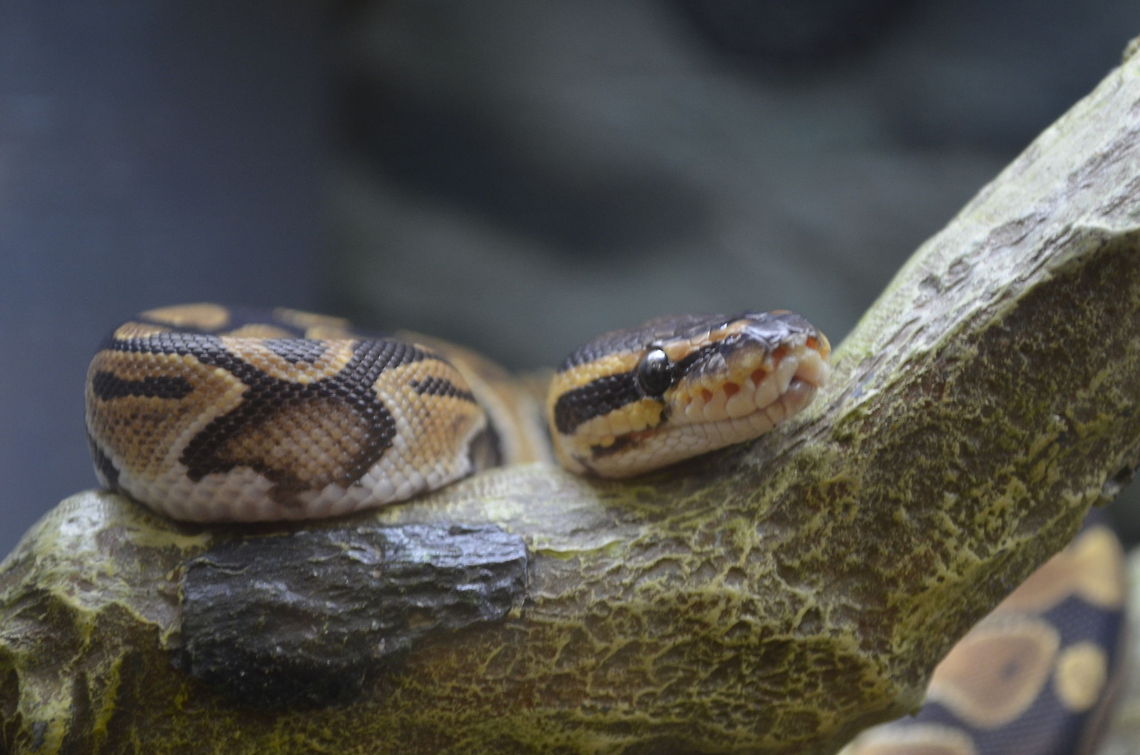 Python regius /  ball python  Python regius,animal,reptile,snake