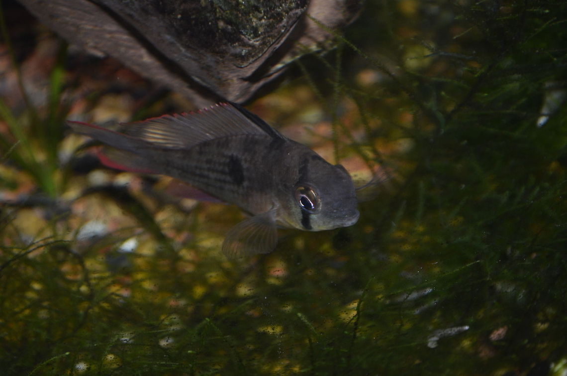 Bolivian ram /Mikrogeophagus altispinosus  Bolivian ram,Mikrogeophagus altispinosus,animal,fish
