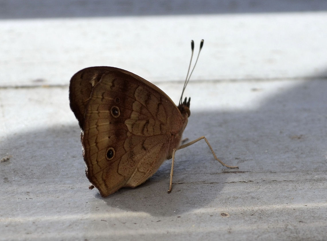 Buckeye butterfly  Common Buckeye,Junonia coenia,butterfly