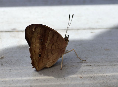 Buckeye butterfly  Common Buckeye,Junonia coenia,butterfly