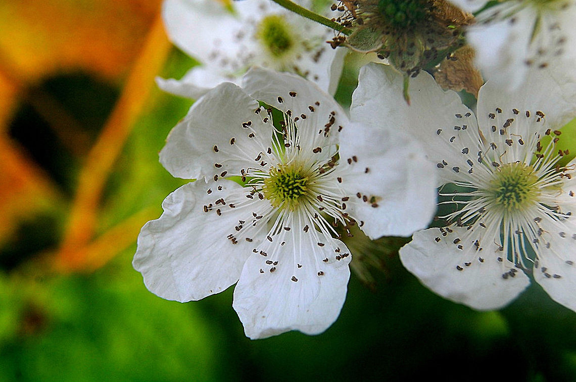 DSC_0070-14 I manipulated this image to look a bit sharper blossoms,plant