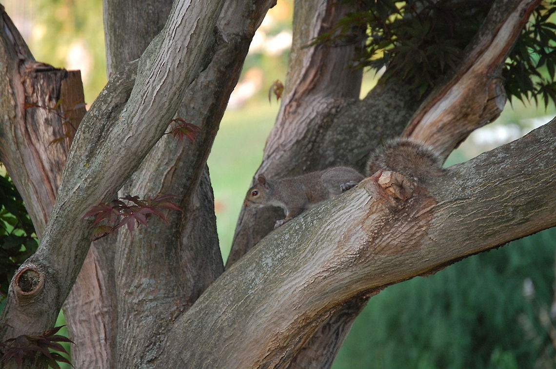 Grey squirrel/Sciurus carolinensis Squirrels are evrywhere in my area. Eastern gray squirrel,Sciurus carolinensis