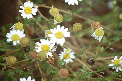 Corn Chamomile  Anthemis arvensis,flora,flower,nature