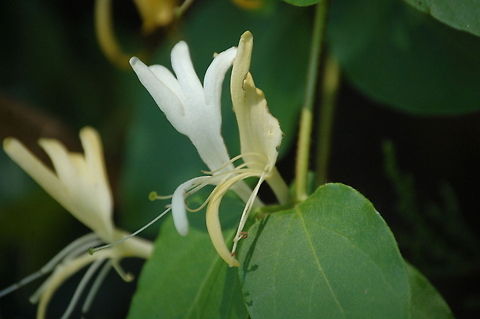 Japanese honeysuckle  Japanese Honeysuckle,Lonicera japonica,flora,flower,nature