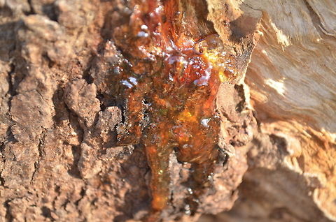 winter sap Sap is a fluid transported in xylem cells (tracheids or vessel elements) or phloem sieve tube elements of a plant. The xylem cells transport water and nutrients throughout the plant tree