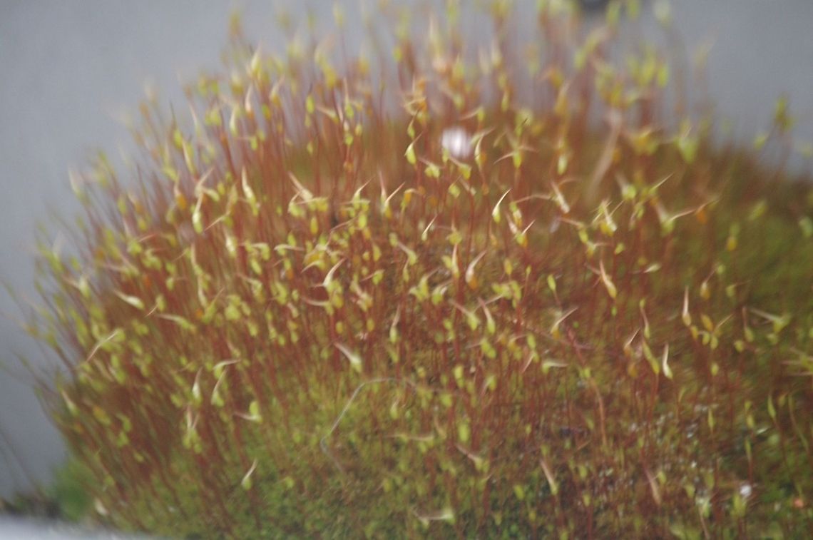 moss  flora,nature