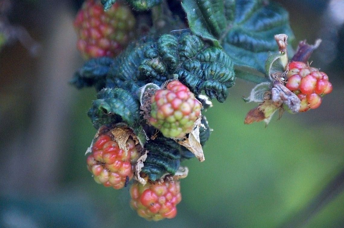 Berries  flora,food,nature