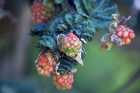 Berries  flora,food,nature